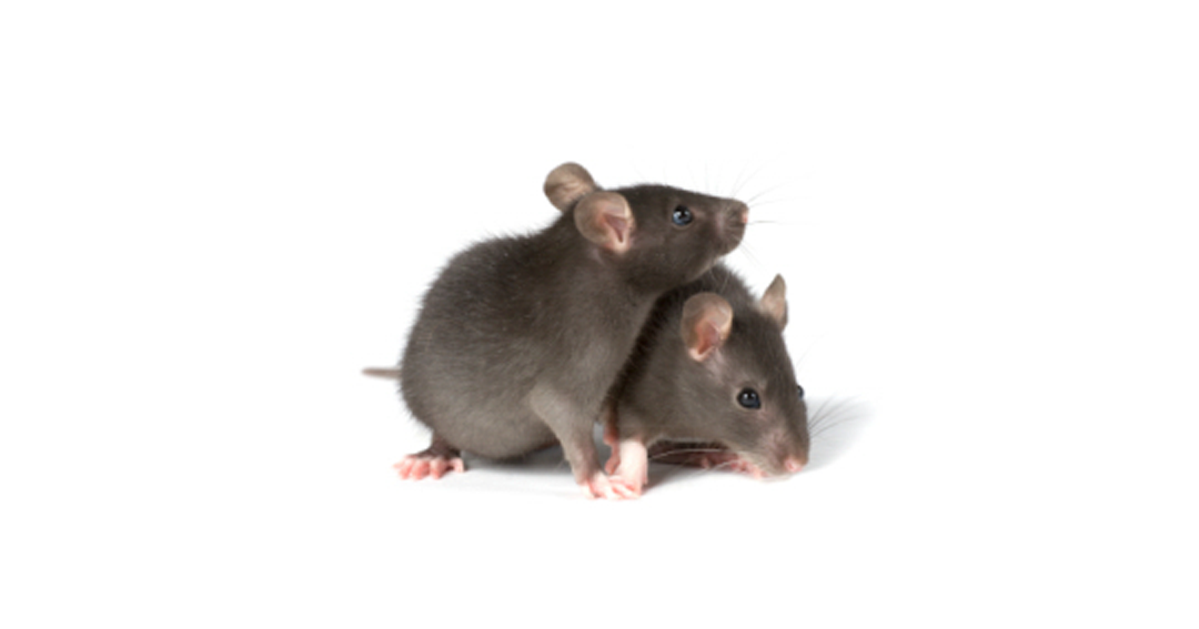 Home Security Tips on Preventing Mice in Your Home